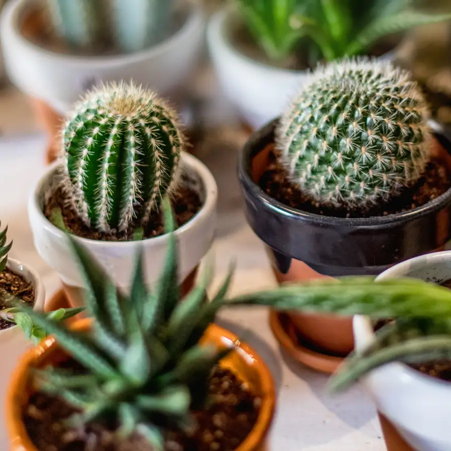 Por qué no debes colocar nunca un cactus con espinas en estos lugares de la casa, según el feng shui