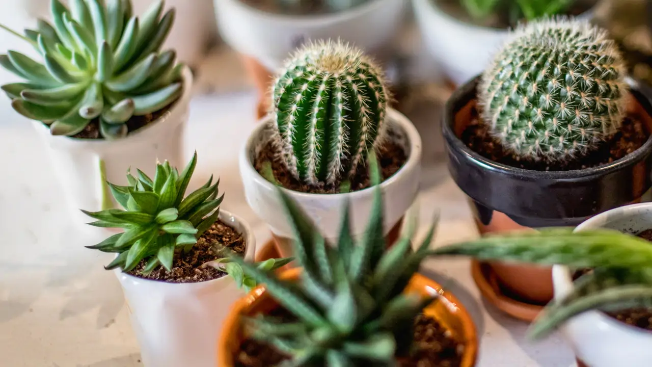 Cactus