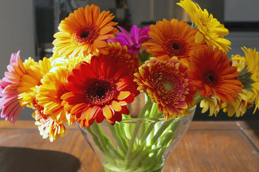 Flores día de la madre gerbera