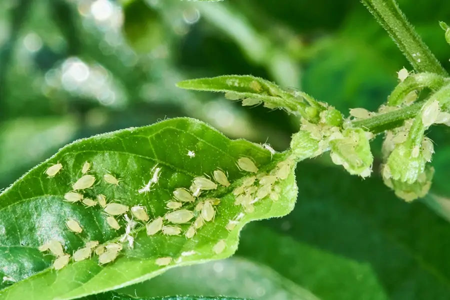 Hoja afectada por pulgones blancos