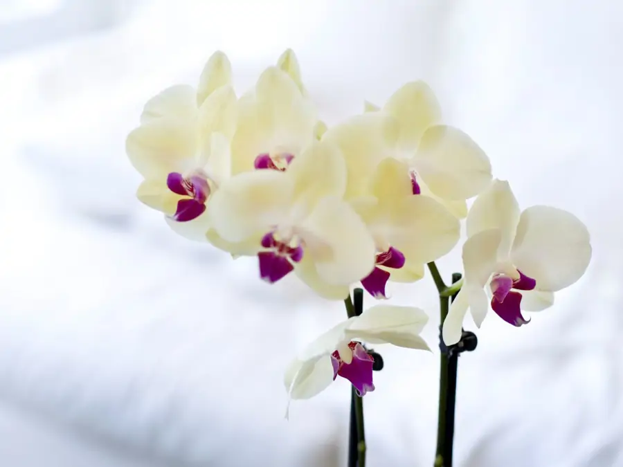 Orquídeas