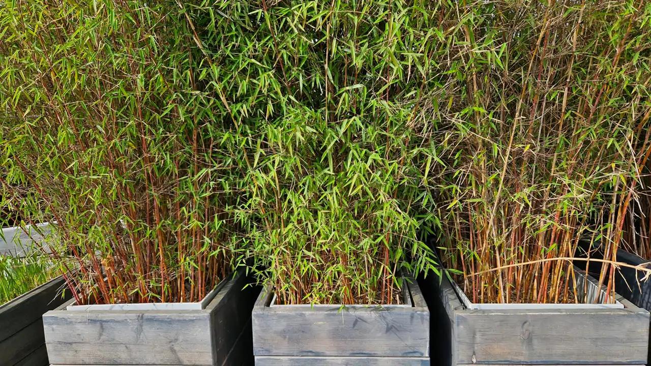 Bambú en jardineras