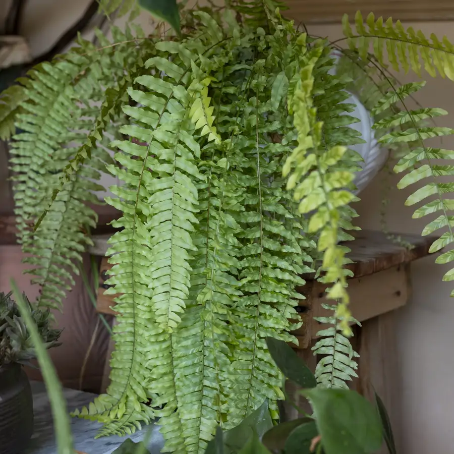 Helecho Nephrolepsis exaltata