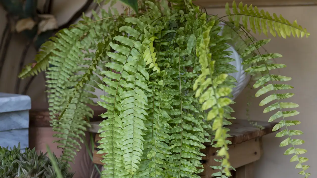 Helecho Nephrolepsis exaltata