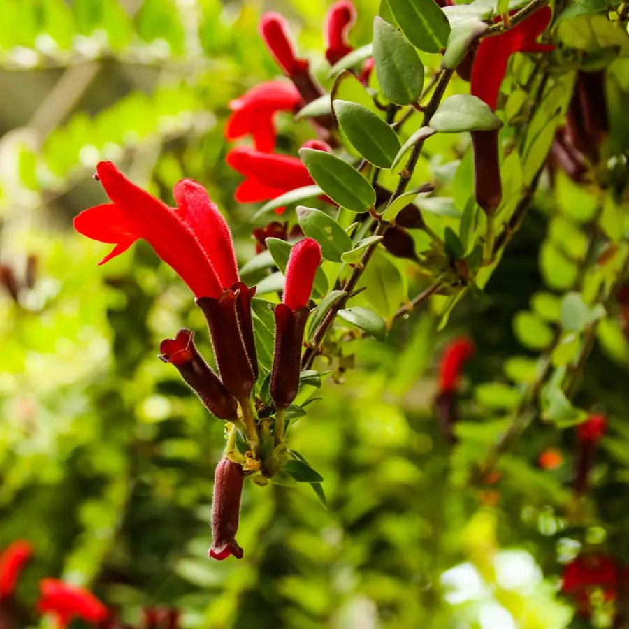 Planta pintalabios