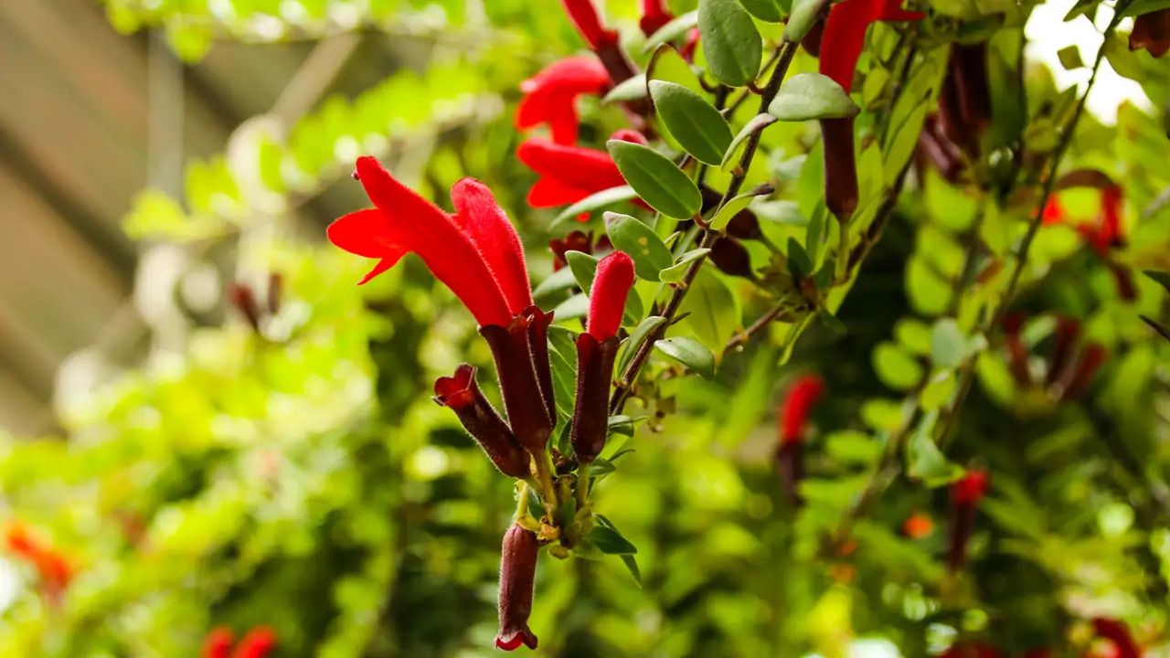 Planta pintalabios