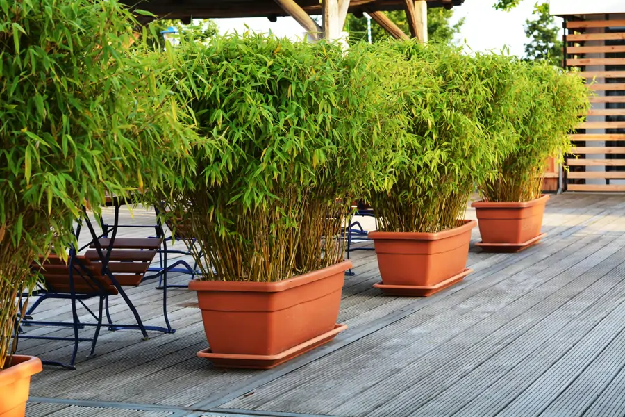 Bambúes en una terraza