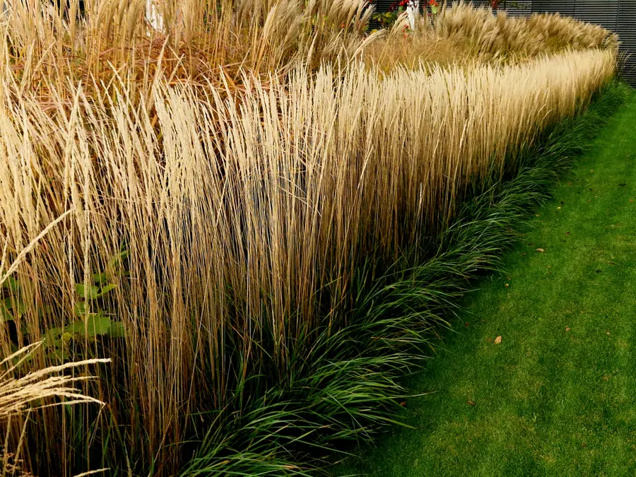 Miscanthus