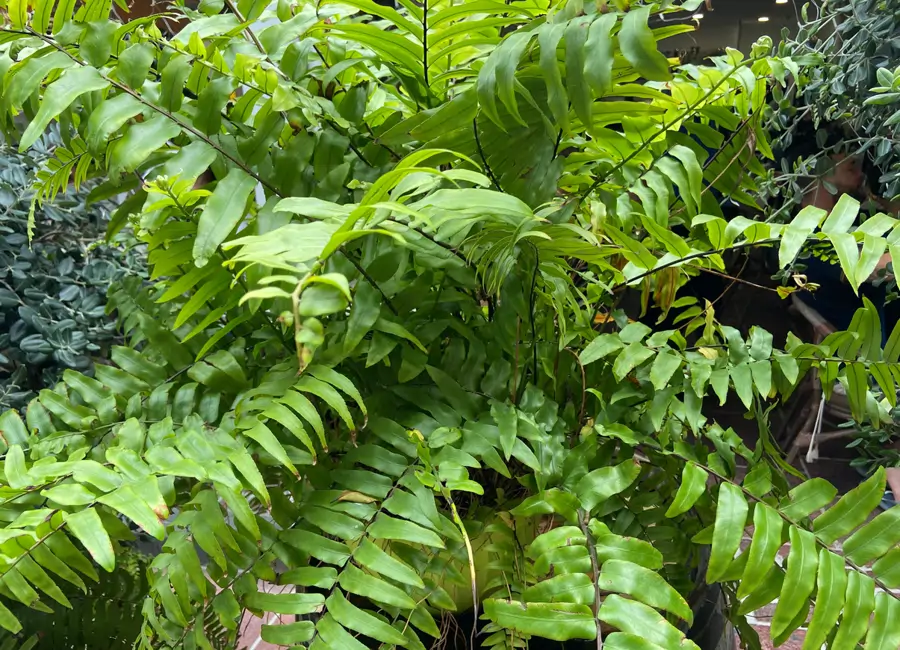  Nephrolepis biserrata