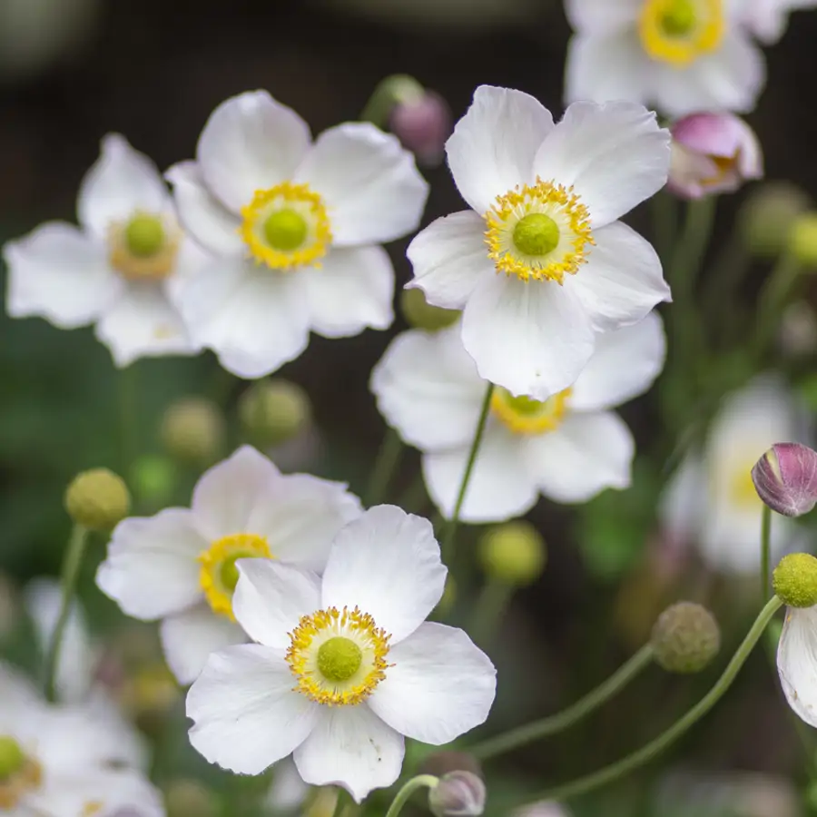 Anémona: cómo cuidar esta enigmática flor llena de simbolismo que alegra el jardín en primavera