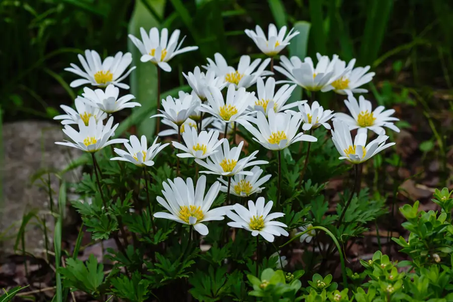 Anémona White Splendour