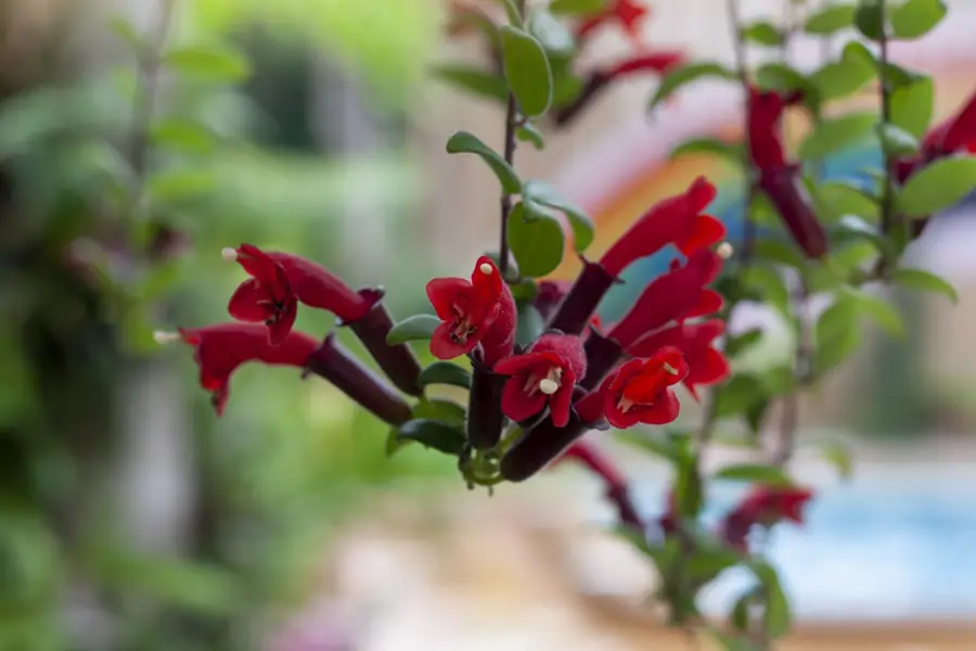 Planta pintalabios Aeschynanthus radicans