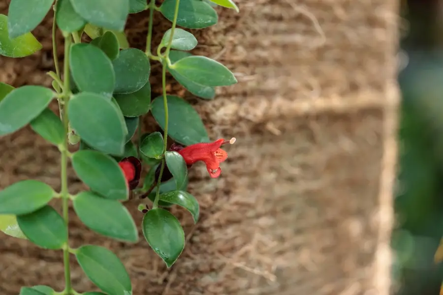 Planta pintalabios Aeschynanthus