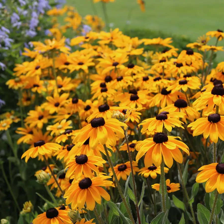 Rudbeckia, la margarita asilvestrada de 'ojos negros' que da vida al jardín todo el verano