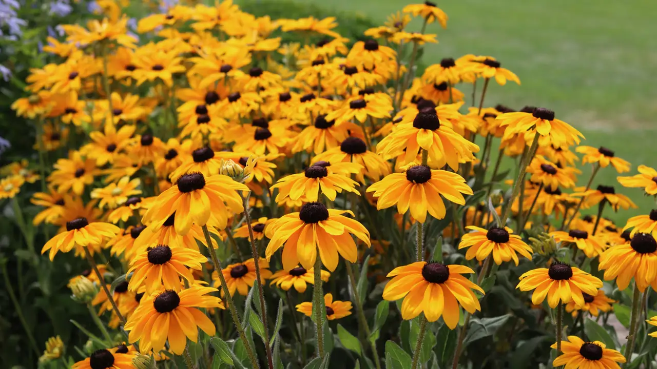 Rudbeckia