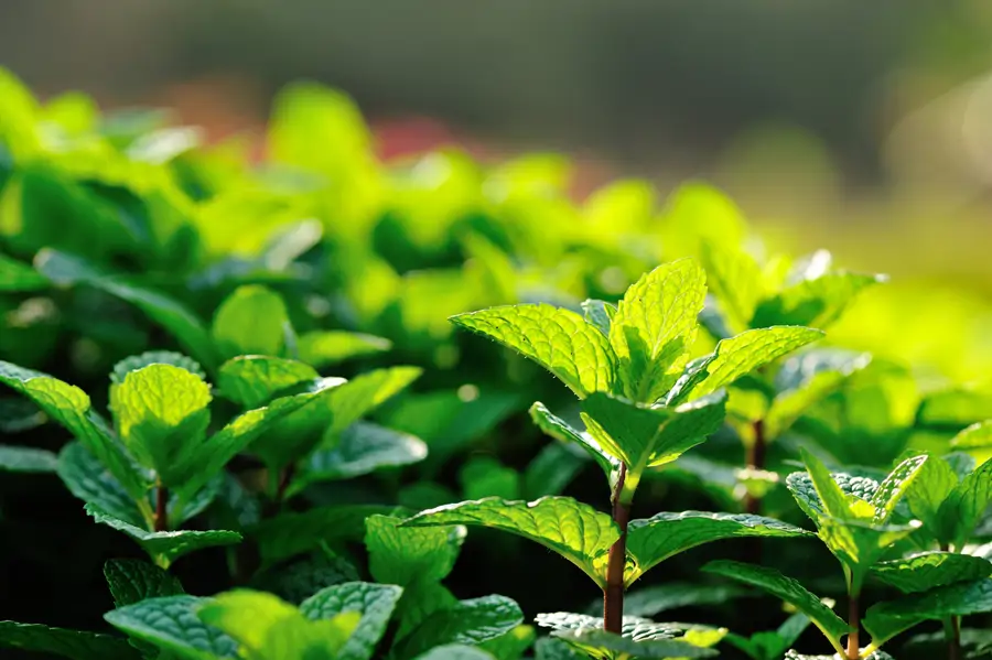 Menta
