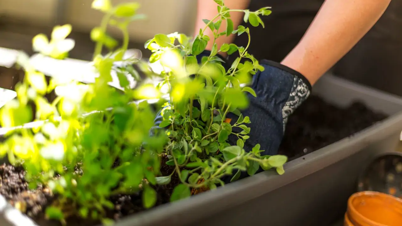 mujer cuidando plantas en jardinera
