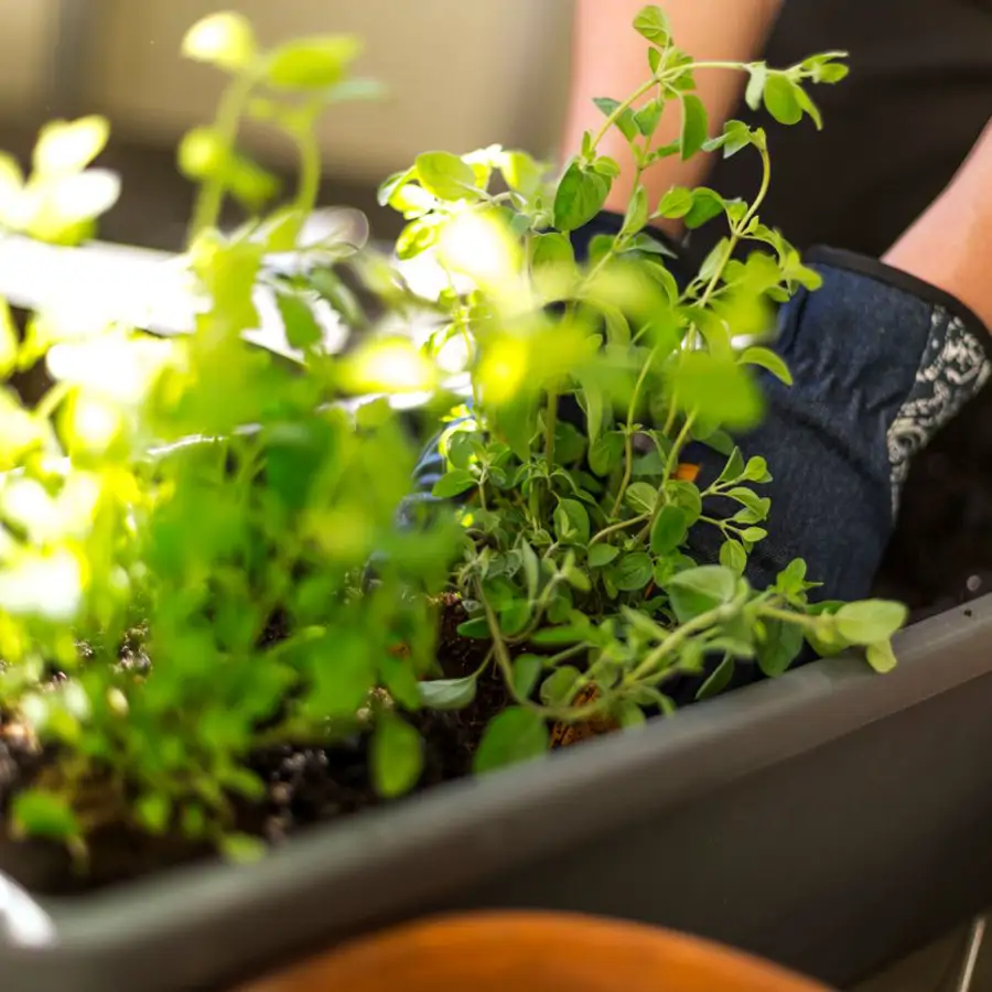 Estas son las 9 plantas que disuaden a las arañas y que a todos nos gusta tener en la terraza o el balcón