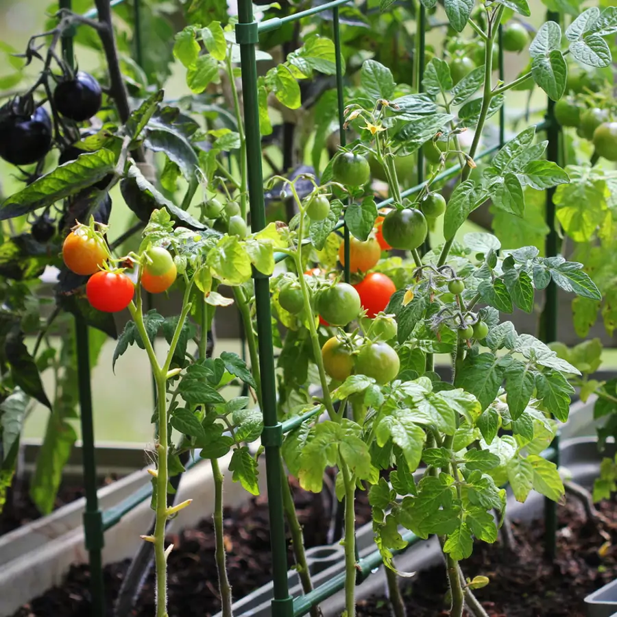 Tomates en jardinera