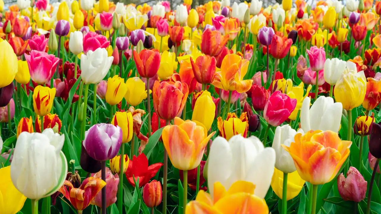 tulipanes