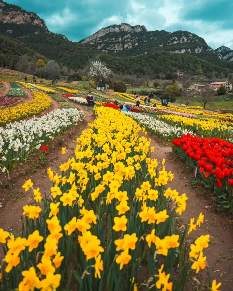tulipanes