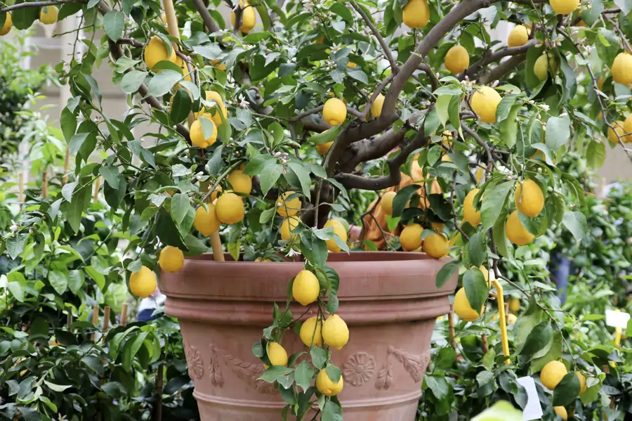 limonero en maceta