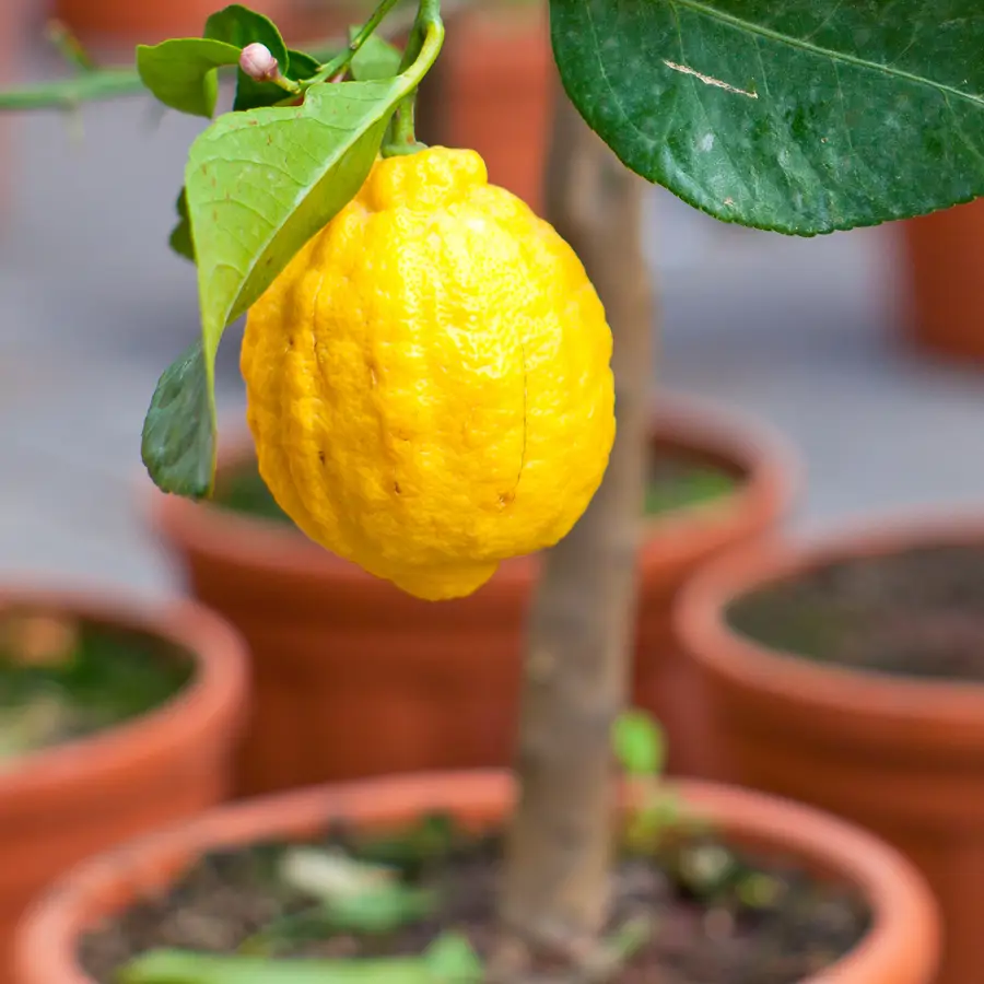 ¿Tienes un limón? Haz este truco y tendrás un limonero en cuatro semanas