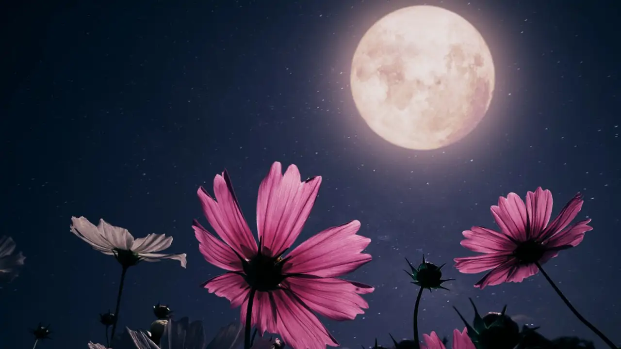 luna llena flores