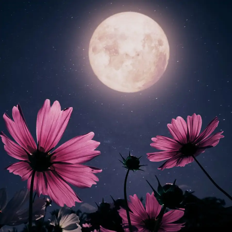 No te pierdas la Luna llena de mayo 2025, la Luna de flores (y de la abundancia): "Al llegar hoy lunes, marca la energía de toda la semana"