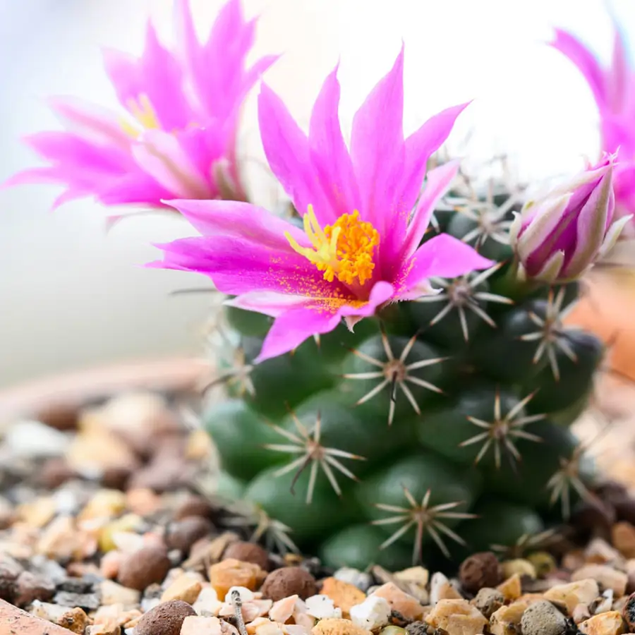 Jonathan Citadino, experto en jardinería: "Las flores de los cactus solo salen cuando la planta está madura"