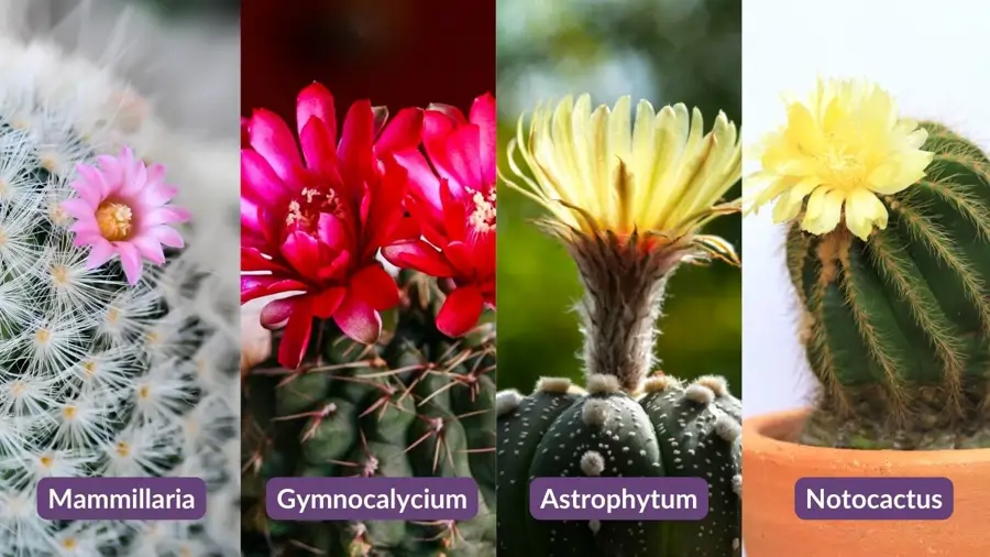 Cactus que maduran más rápido y florecen antes