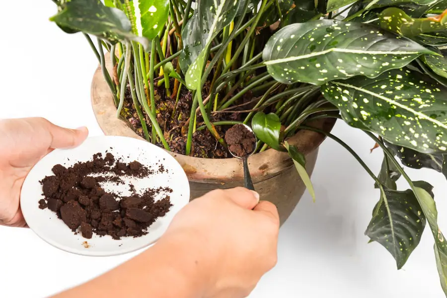 Mujer echando posos del café en una planta