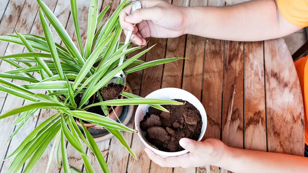 posos cafe abono plantas