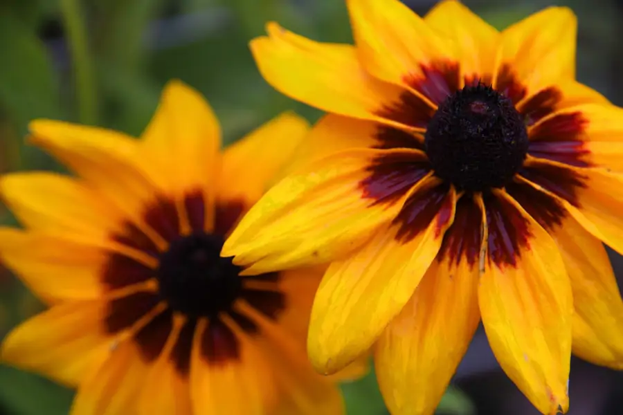 Rudbeckia hirta o margarita gloriosa