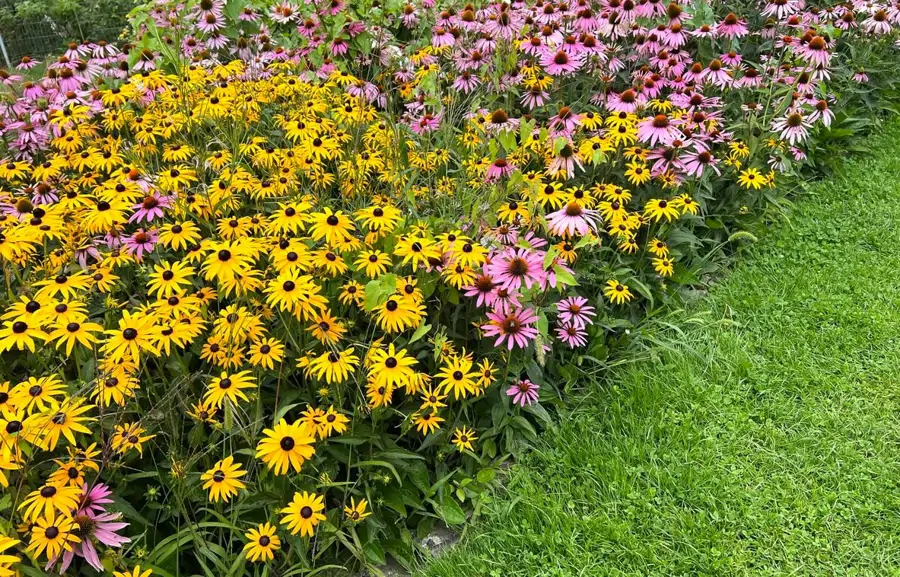 Rudbeckias y equináceas en el jardín