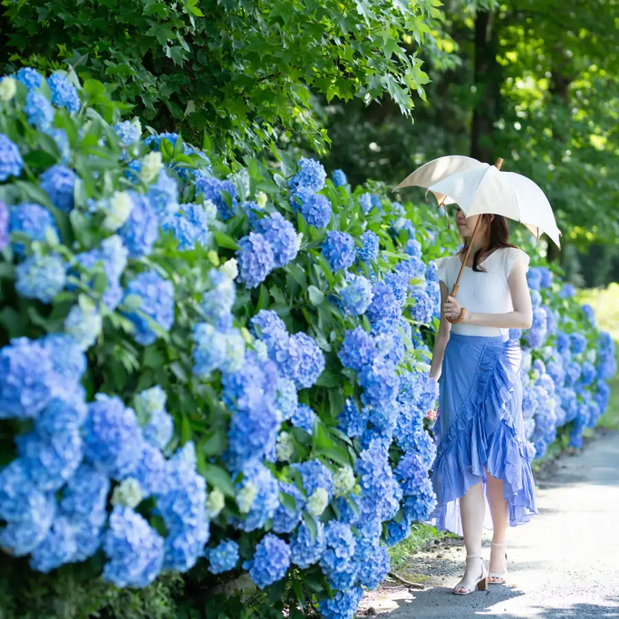 Chica oriental admirando las hortensias