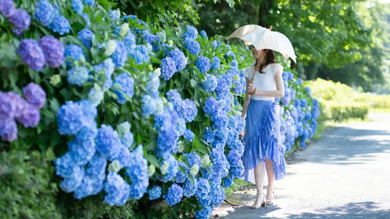 Chica oriental admirando las hortensias