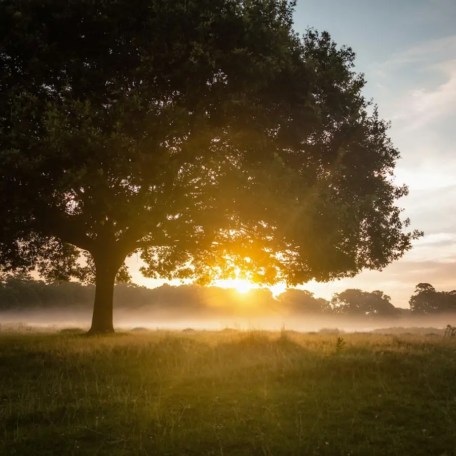 Paisaje con árbol al amanecer