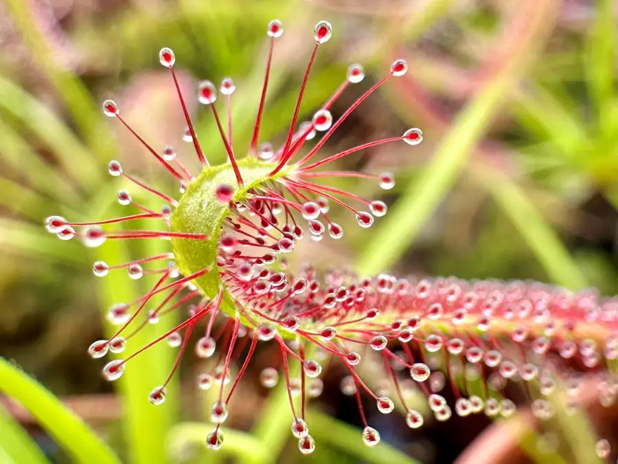 Drosera capensis, planta carnívora