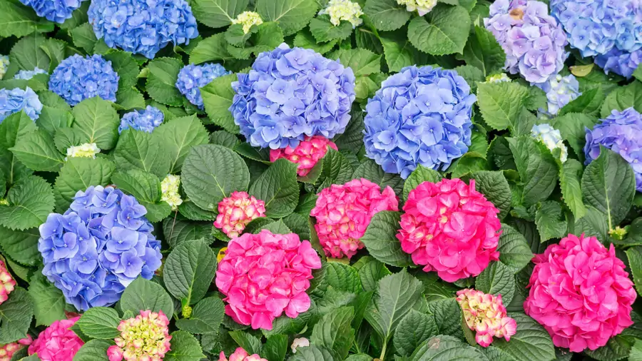 hortensias color