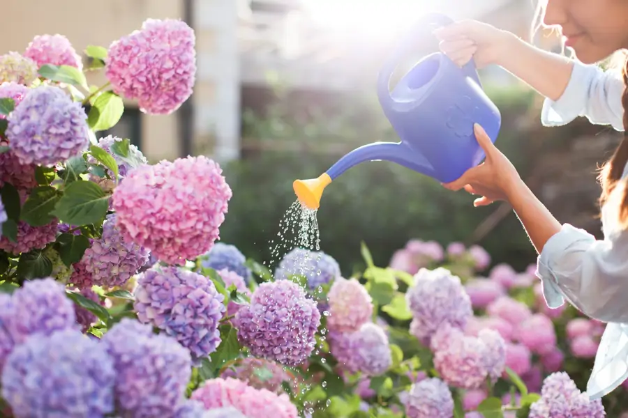 Hortensias cuidado