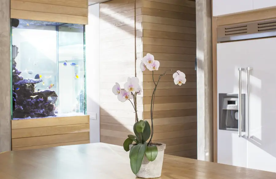 Orquídea en una cocina