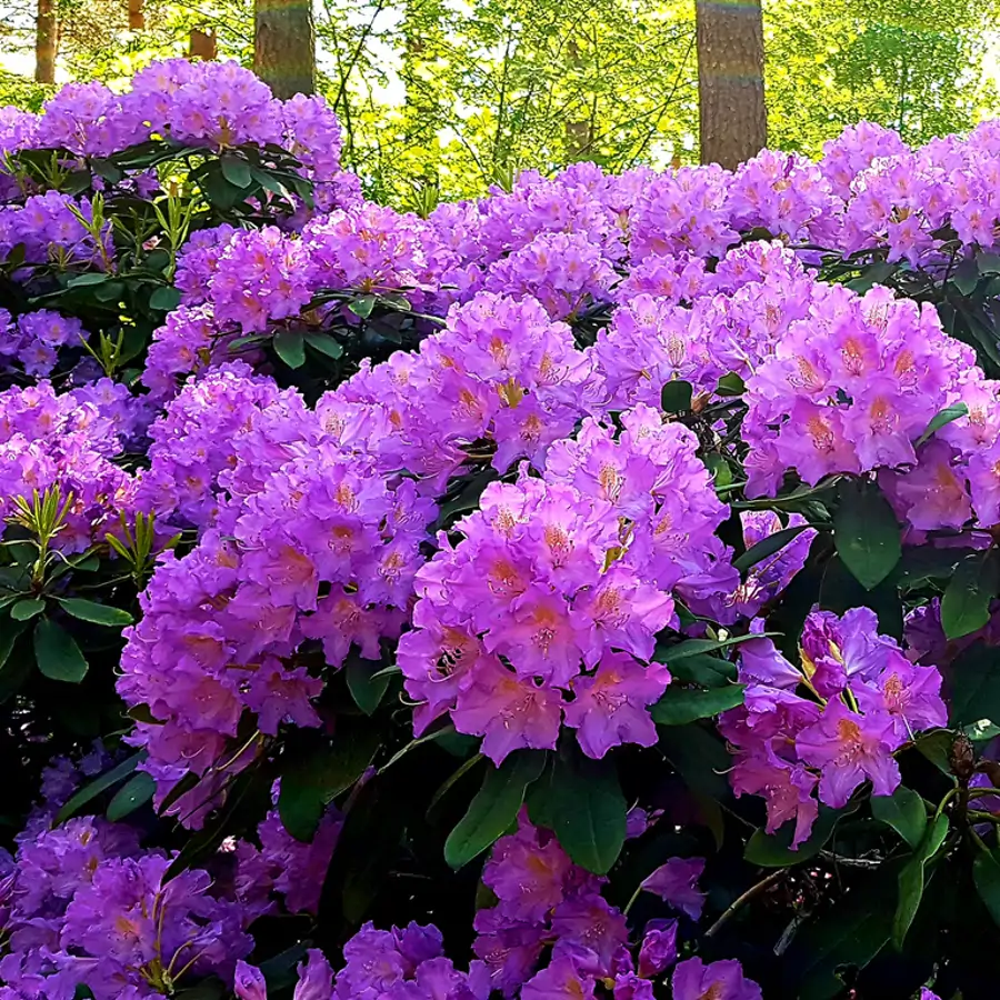 Estos son los cuidados que el rododendro adora y que no te costará nada darle para una floración espectacular