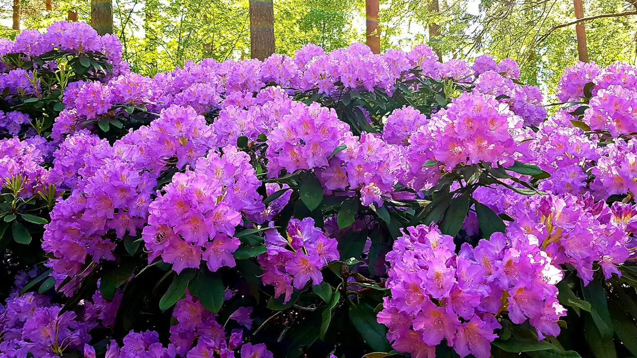 Rododendro