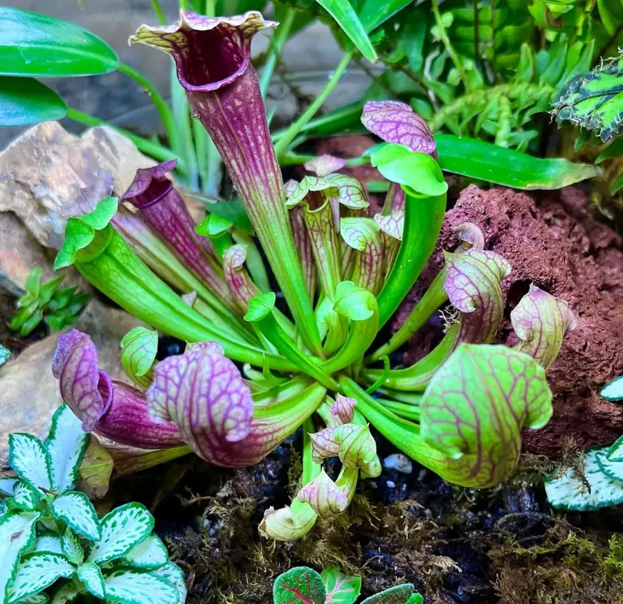 Sarracenia chelsoni, planta carnívora