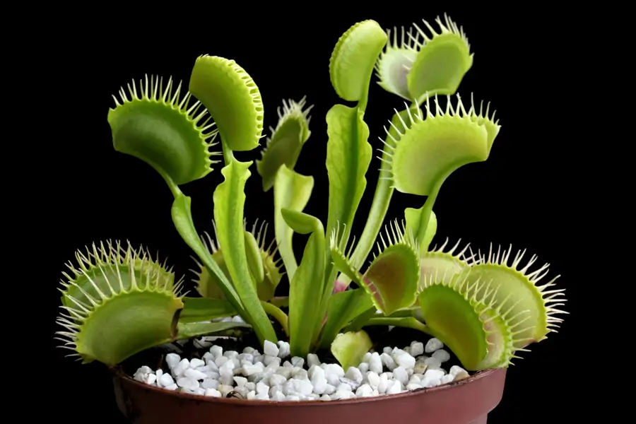 Venus atrapamoscas
