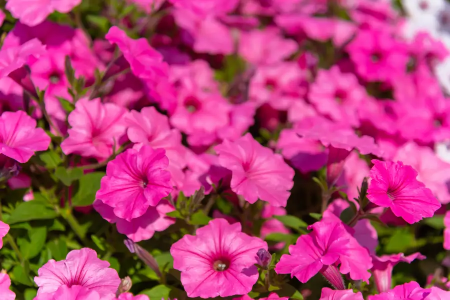 petunia rosa
