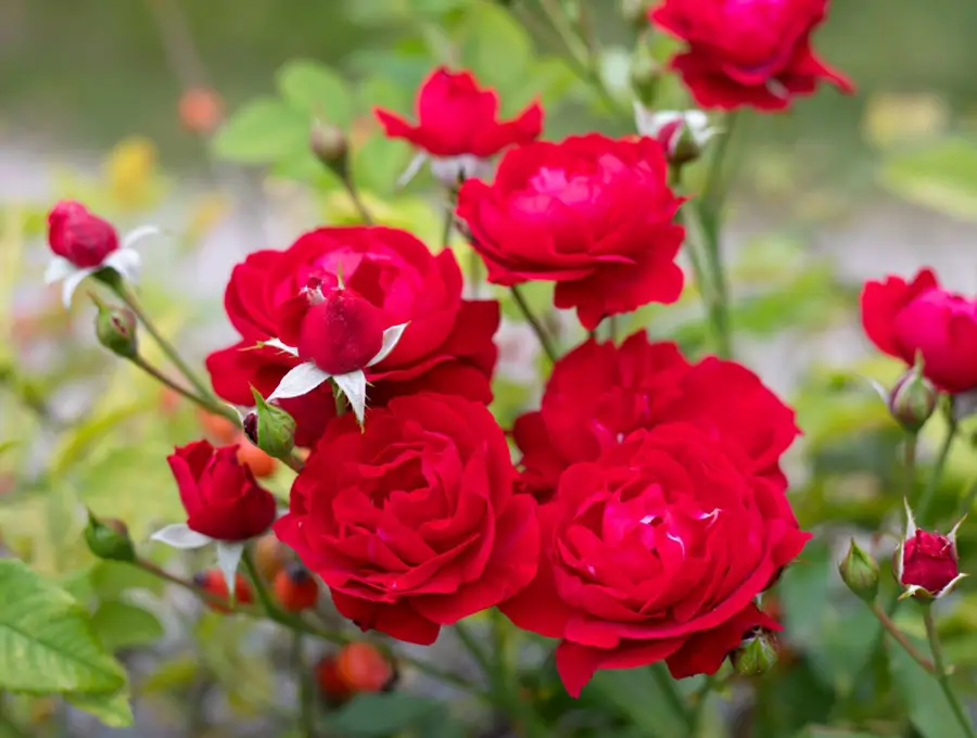 Rosas en el jardín