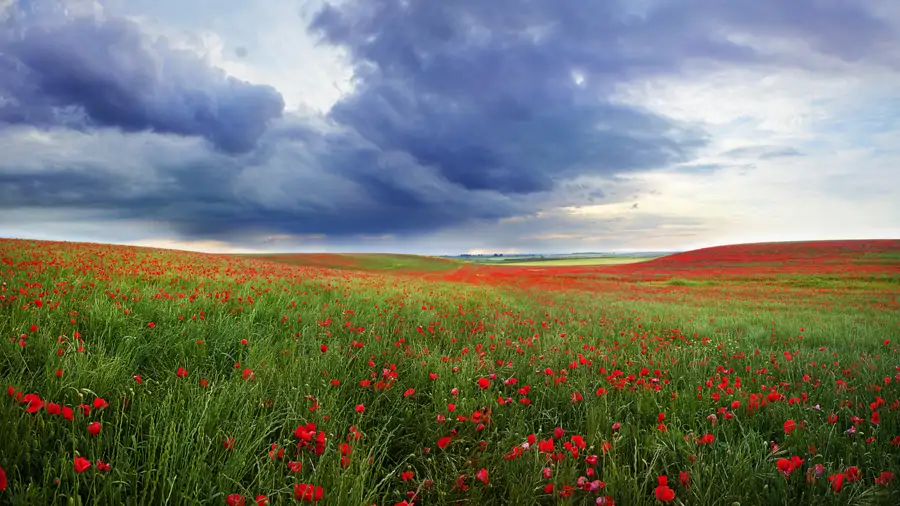 AMAPOLAS