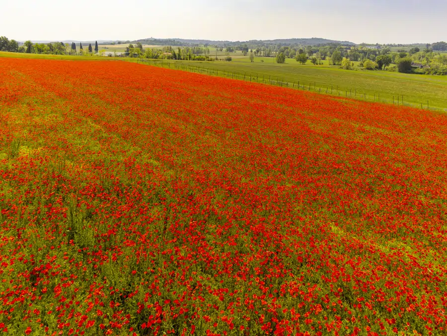 Amapolas